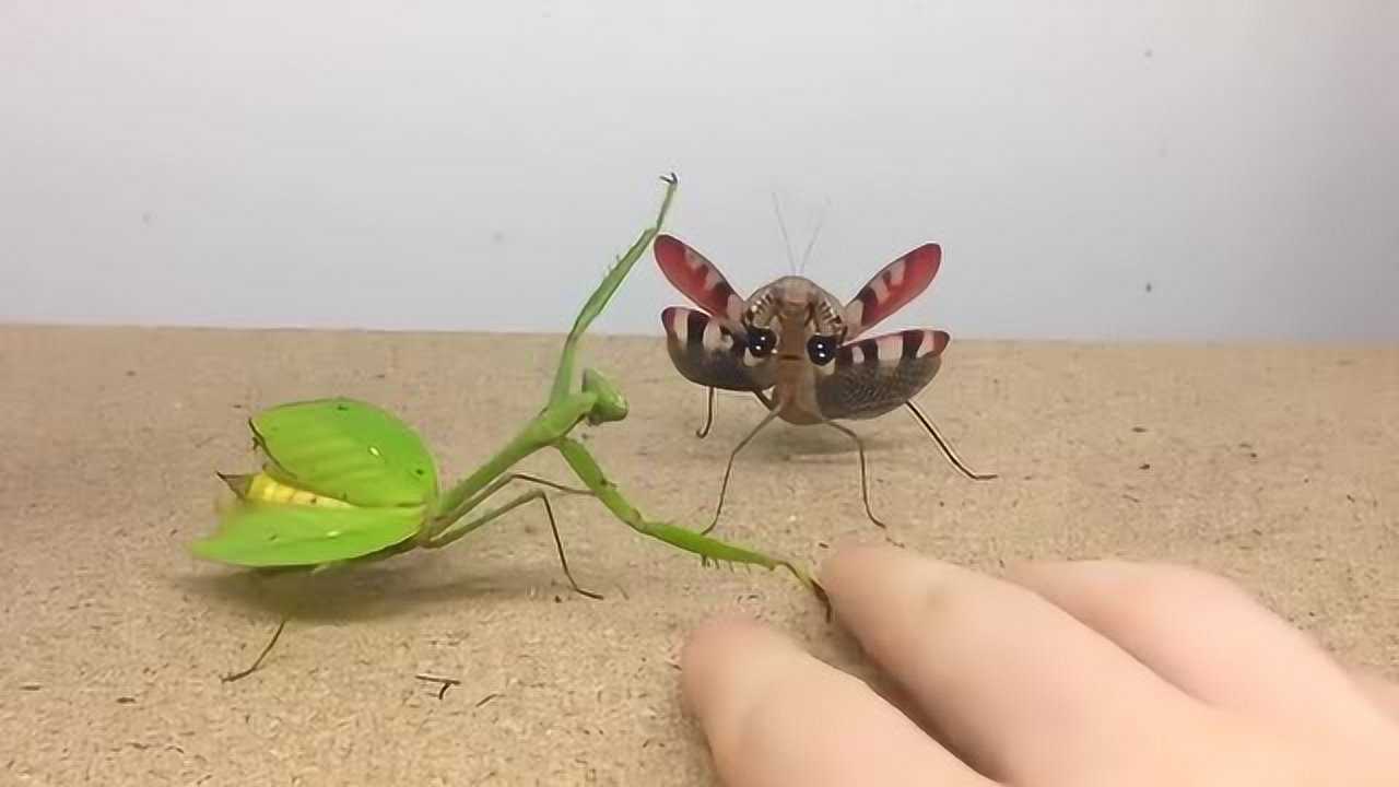 螳螂天生就是拳击手没想到还有长的这么好看的