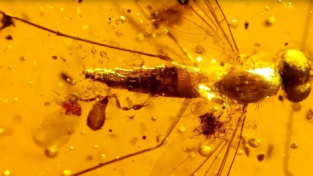 琥珀包裹一只远古螳螂,竟它产卵的瞬间永远凝固了!