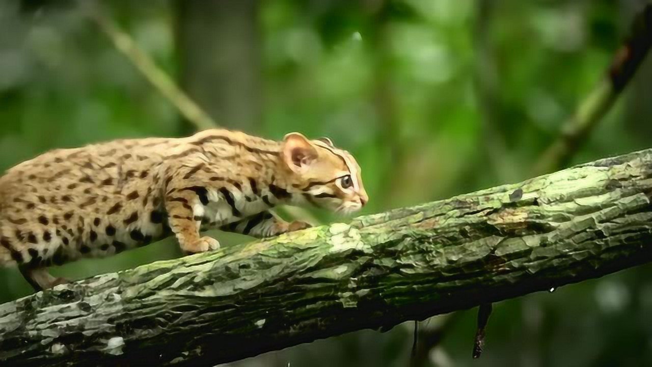 世界上最小的野猫,长得太好看了