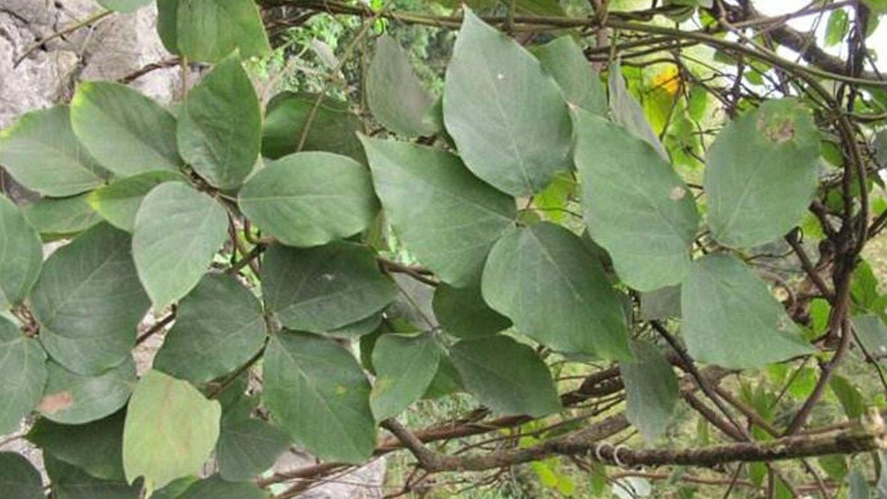 贫血非要吃铁来一根农村黑血藤比吃一捆菠菜都强