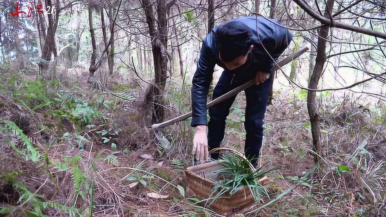 贵州小伙上山挖野兰花却意外收获一种农村稀少的野生植物