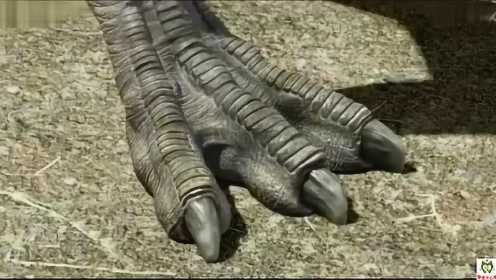侏罗纪恐龙公园 宝宝巴士恐龙世界 小霸王龙诞生记 霸王龙VS副栉龙VS海王龙