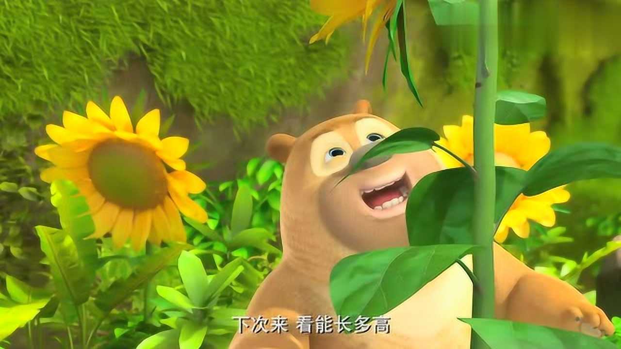 熊熊乐园可爱的熊二在向日葵上做标记来测量身高