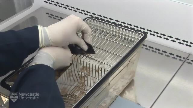 科研小助手-动物实验-小鼠灌胃实操教学视频