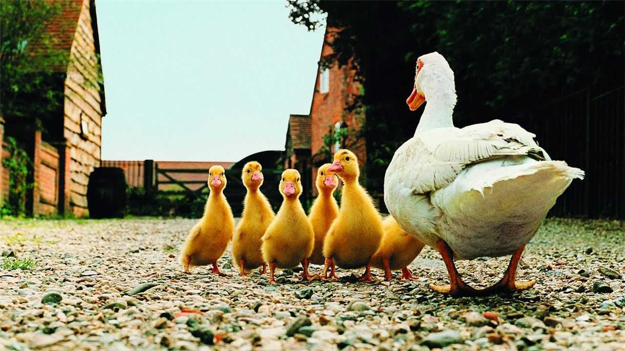 黄色的小鸭子长大后为什么就变成白色的羽毛看完涨知识了