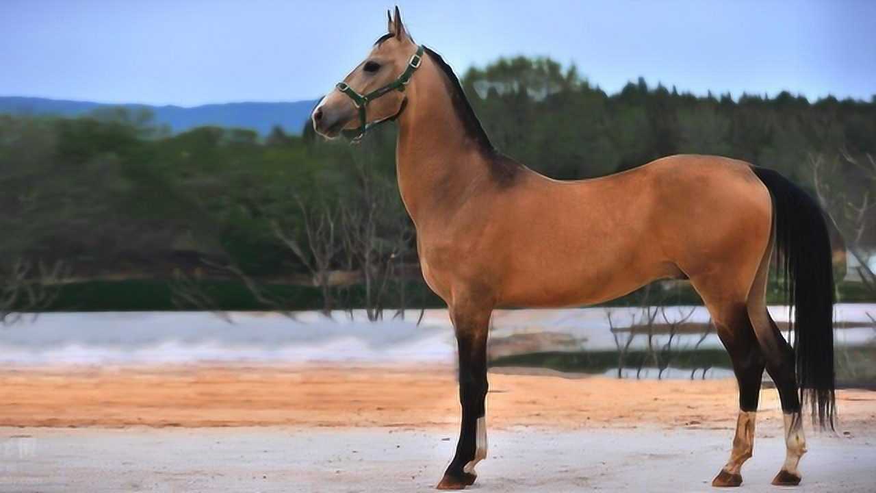 铁根游戏的解说05:49喜剧电影《笨贼妙探》男人把偷来的钻石藏进烂尾