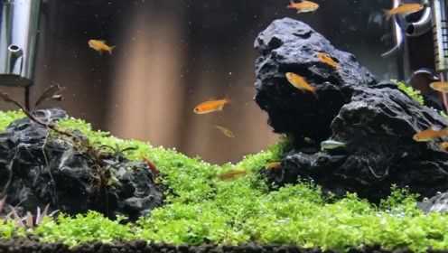 水草冒泡 冒泡草缸 水草不够泡泡来凑一次看个够