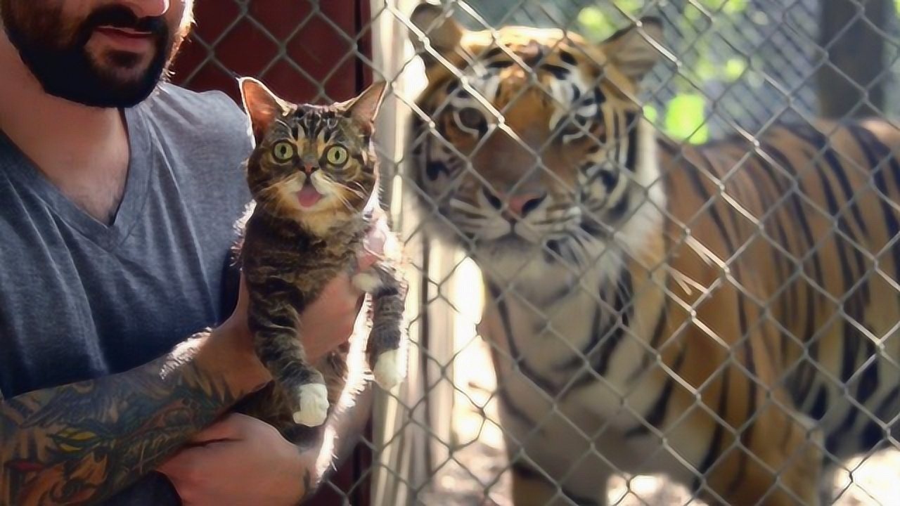 当猫咪遇上老虎猫咪长大后我就成了这幅鬼样子