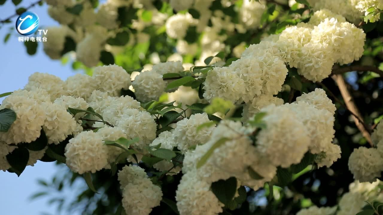 米团花 微信小视频