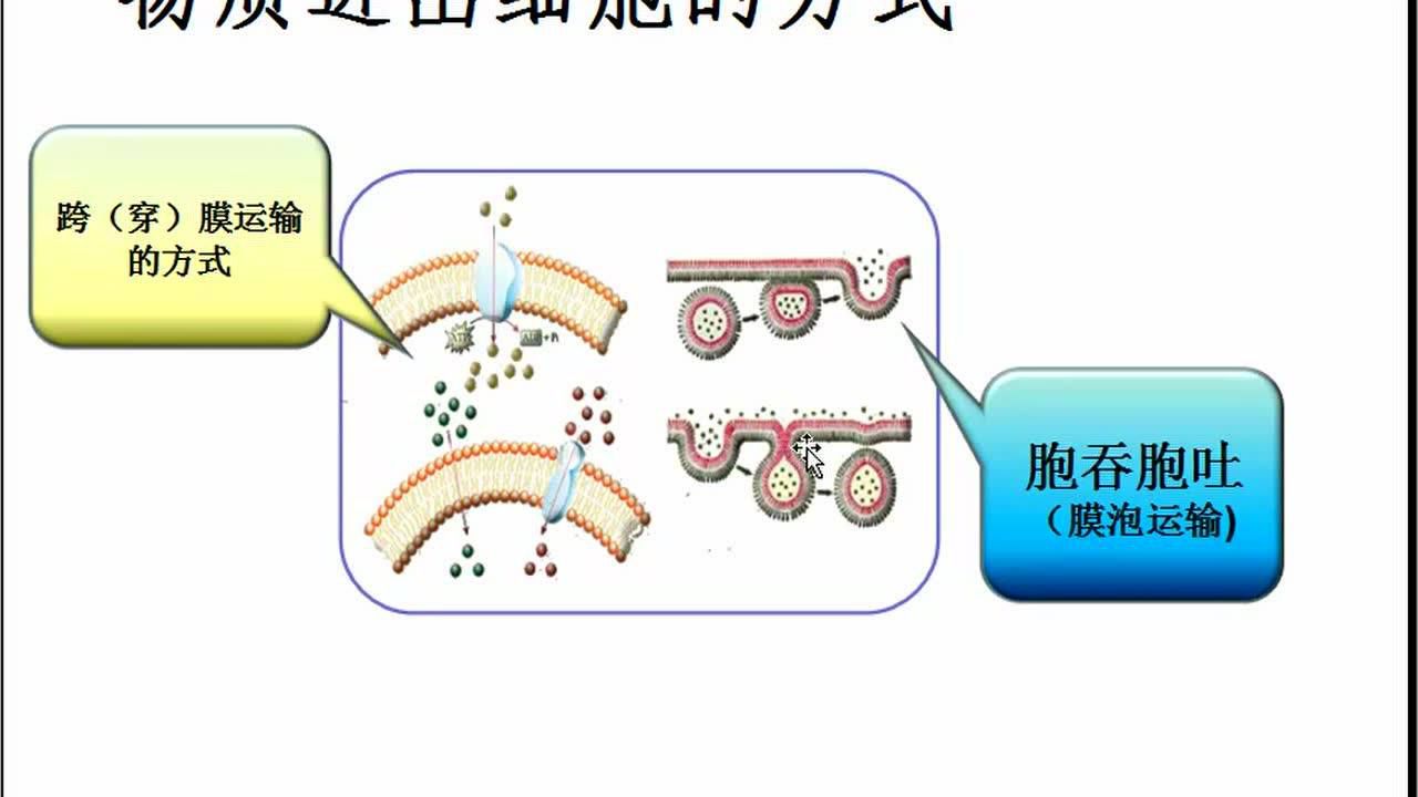 微课胞吞和胞吐