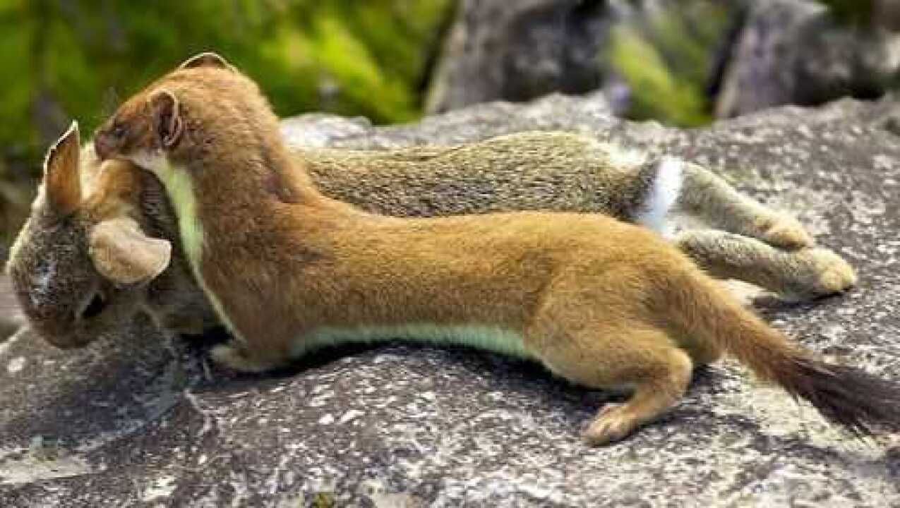 黄鼠狼捕猎兔子,跳起后一招"击毙",连拖加拽带回洞中