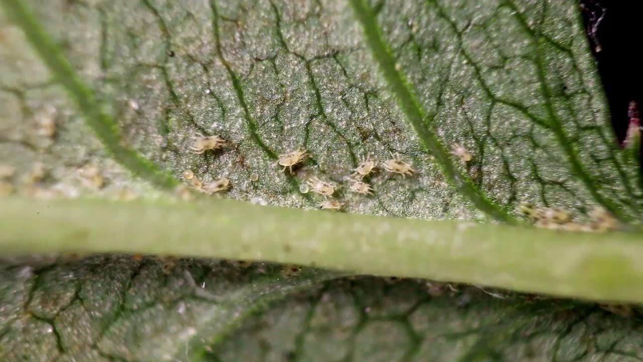 二斑叶螨 tetranychus urticae