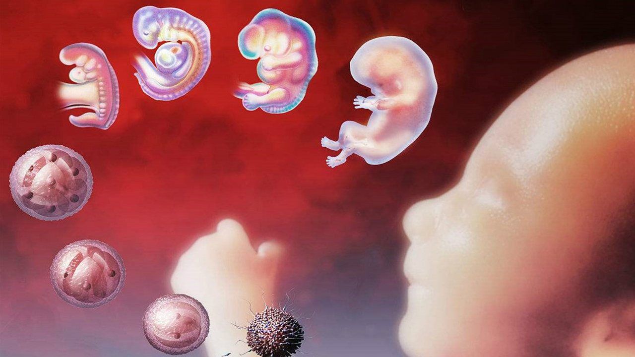 5周胎儿发育情况图片图片
