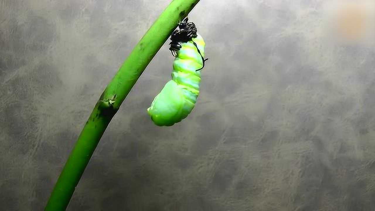 高清镜头下记录毛毛虫化茧成蝶过程令人赞叹