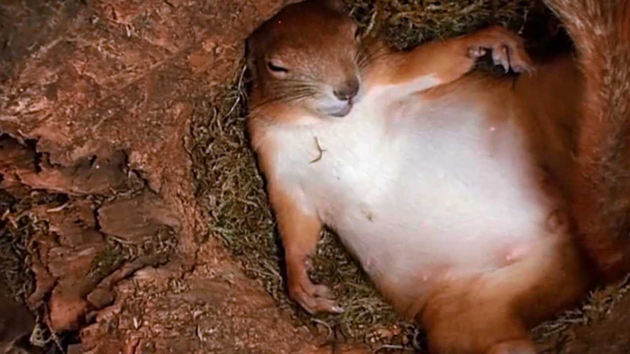 松鼠妈妈生宝宝，看完更喜欢它了！