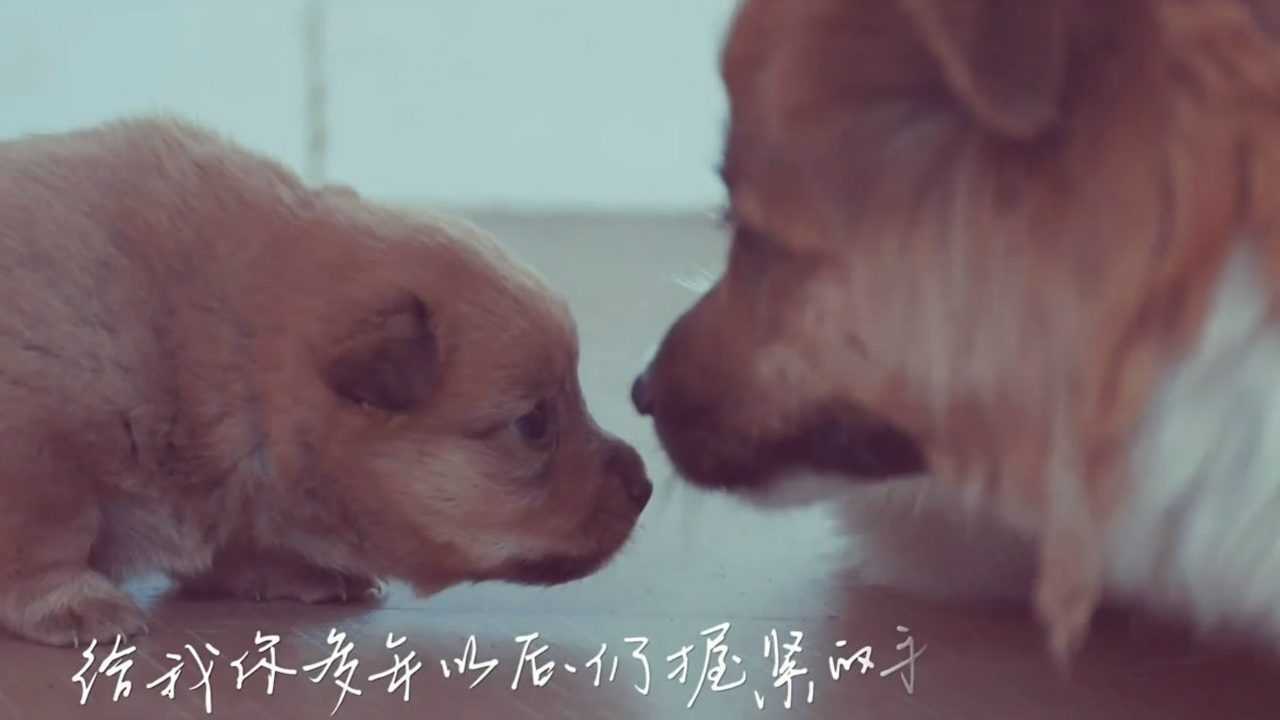 毛不易《给你给我》特别版MV首播一支只献给所有流浪小动物的MV_高清1080P在线观看平台_腾讯视频