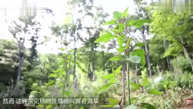 农村称它“百灵草”,山里人的感冒药,止咳平喘有疗效!