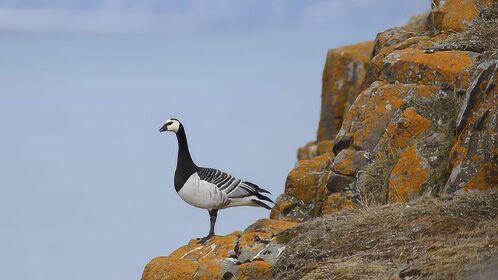 在百米悬崖上出生的藤壶鹅为不饿死只能跳崖