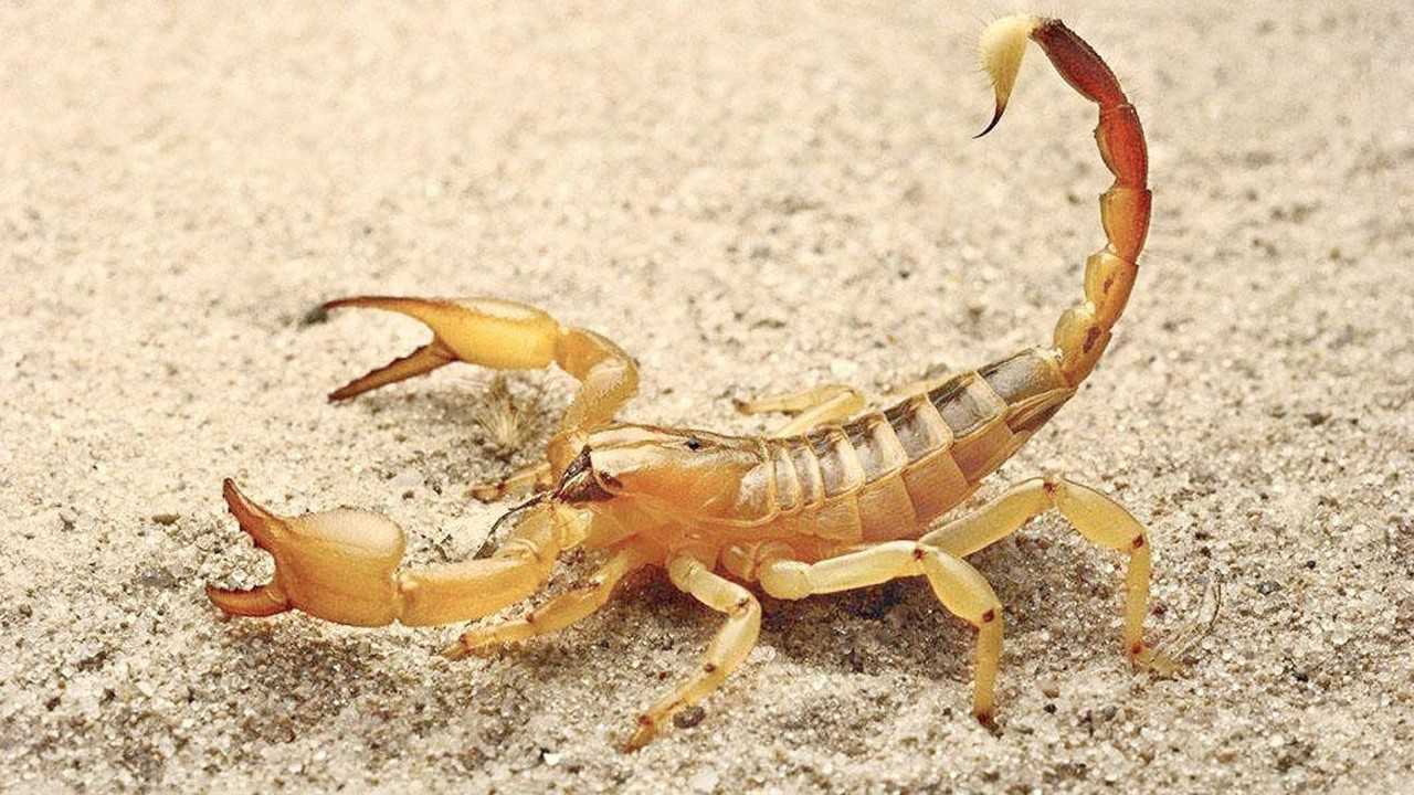 毒蝎子繁殖的过程被拍摄了下来