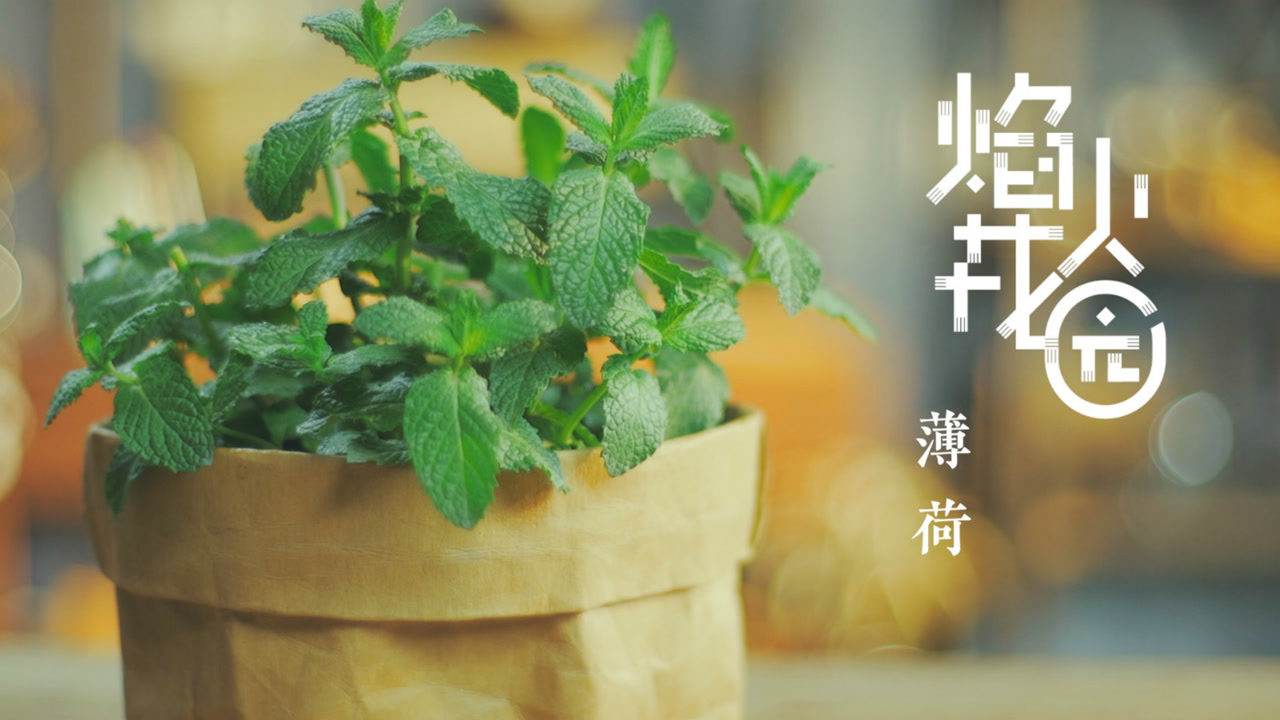 广告弹幕设置恢复默认设置香草植物,清凉醒脑的薄荷助你度过炎炎夏日