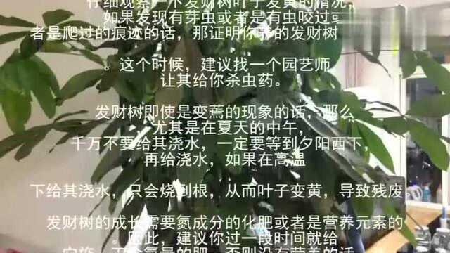 发财树叶子黄了怎么办?不要急,老师傅教你搞定