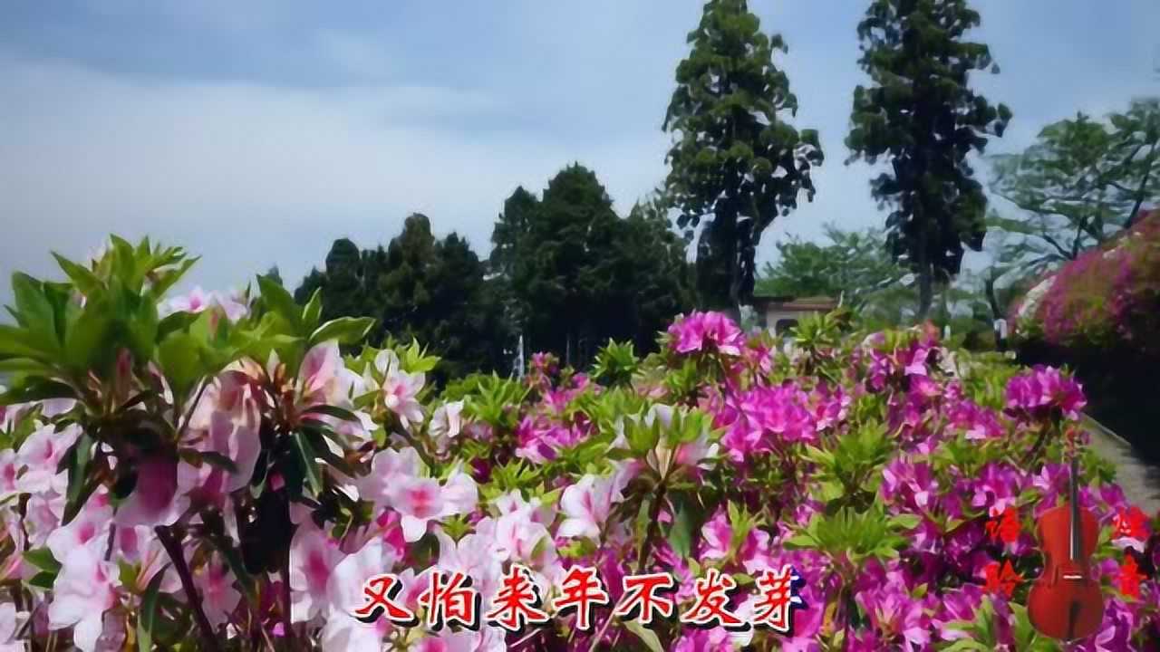黑鸭子组合茉莉花好听至极