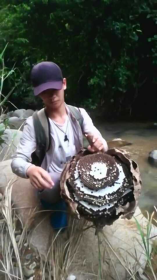 又是一个大虎头蜂窝,满满的一窝收获