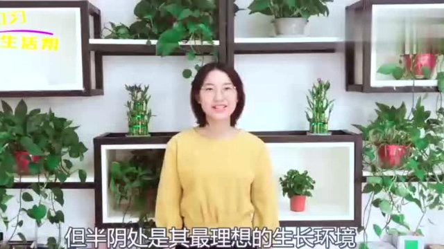 富贵竹怎样养更茂盛?教你5个妙招,富贵竹新芽猛长叶茂盛!