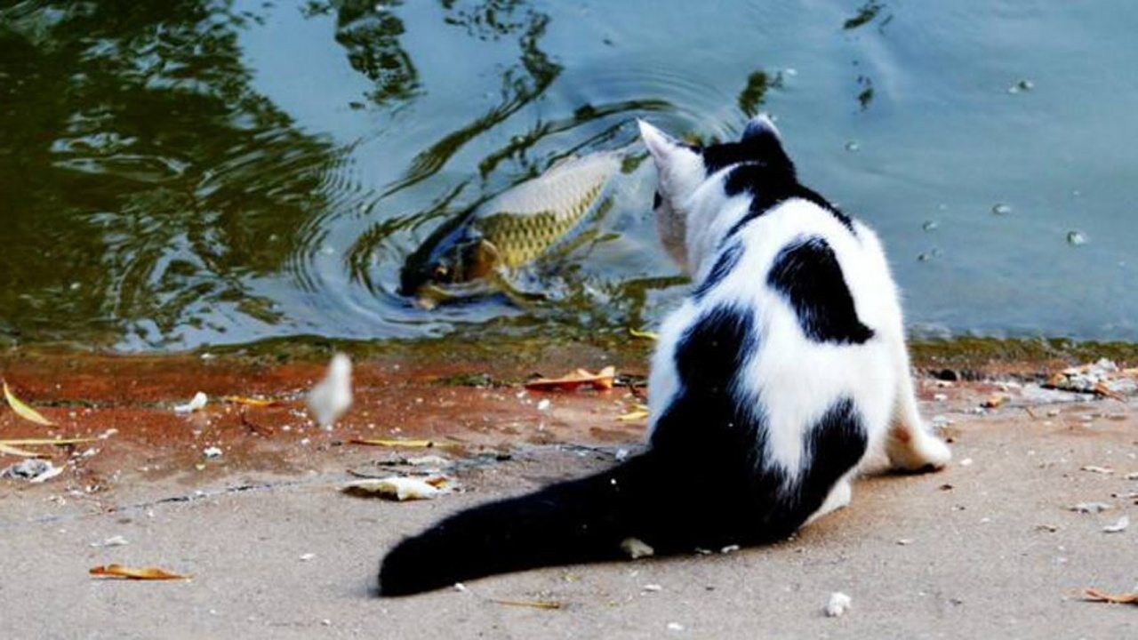 猫咪和鱼成好朋友鱼排着队猫咪用小爪碰碰简直不要太可爱了