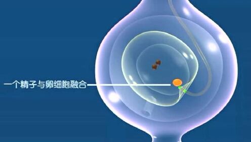 初中生物3D视频植物双受精过程_腾讯视频
