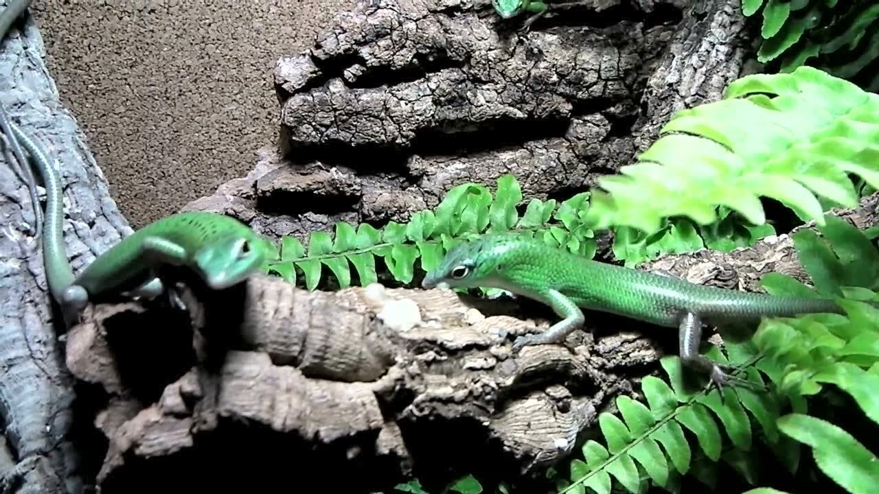 绿树石龙子吃香蕉