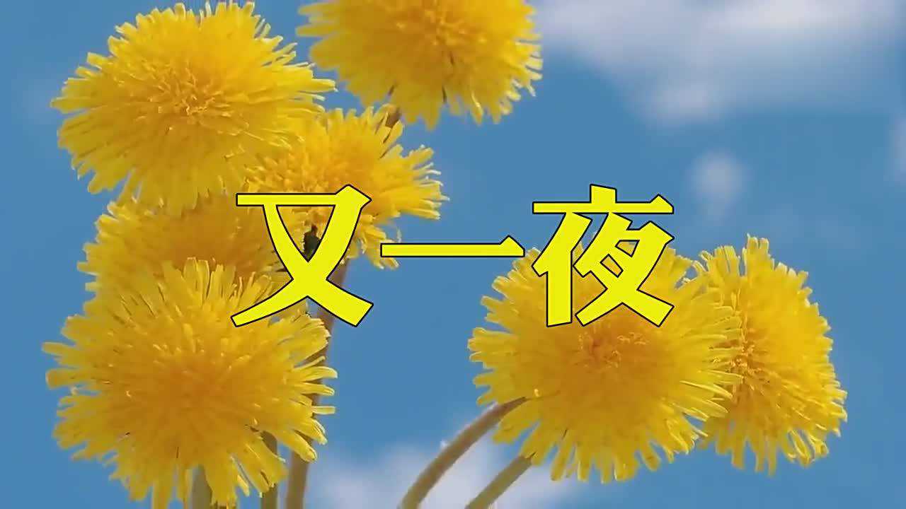 谢军献唱《又一夜》,越听越好听,天籁之音