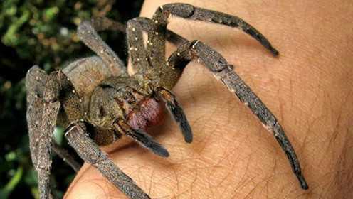 世界上最毒的蜘蛛，可轻易致人死亡，网友：吓到我了！