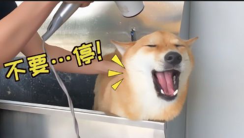 柴犬被主人骗去洗澡 开始很生气 后来发现挺舒服的又笑了！