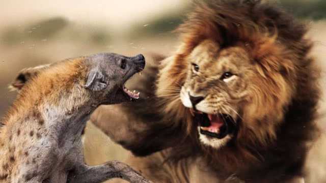 狮子大战鬣狗6头狮子和35条鬣狗战亡镜头拍下全过程