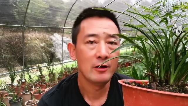 野生兰花遭受除草剂之害,只要根好还能养活