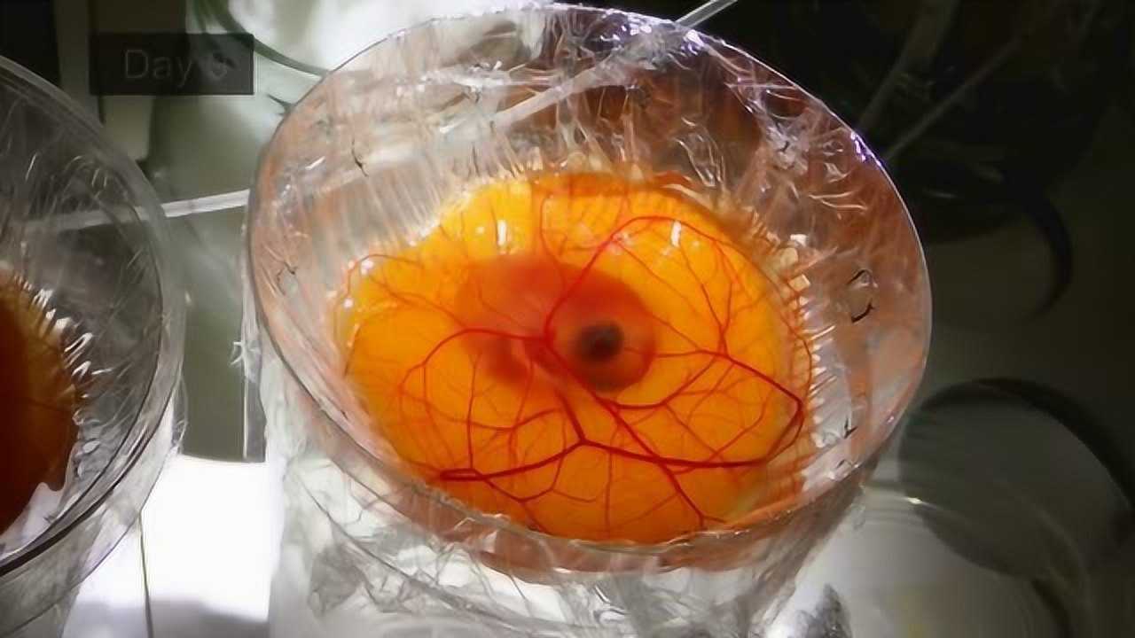 鸡的胚胎发育视频