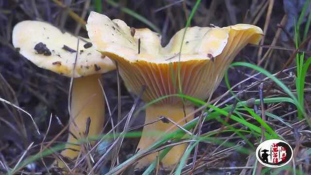 一进山里就捡个不停,这才叫捡蘑菇,捡黄纵菌