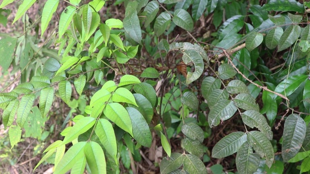 这种野生物《野漆树》,皮肤接触后有你难受,希望你能记住它的样貌