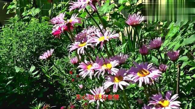 印良法师一曲修心的佛歌春有百花秋有月清心静念,消除烦恼!