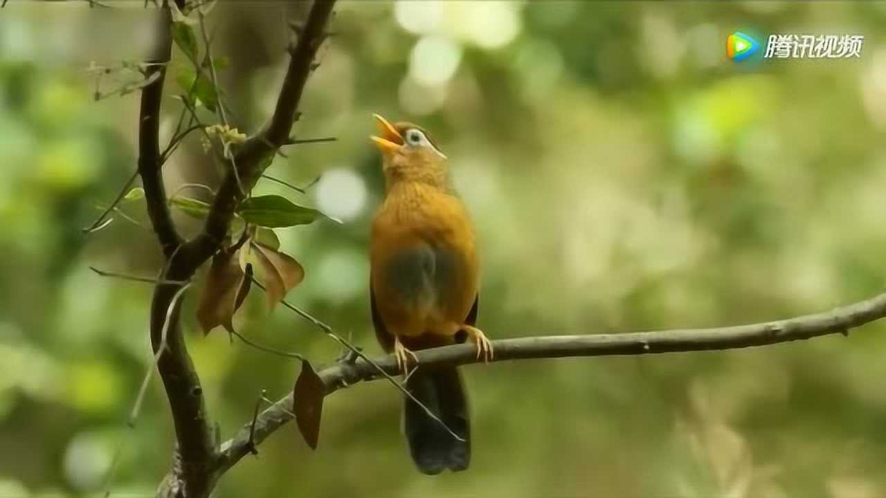 画眉鸟的歌声图片