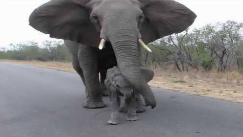 小象想和游客打招呼，却被大象一鼻子拽回来，背后的真相让人心酸！