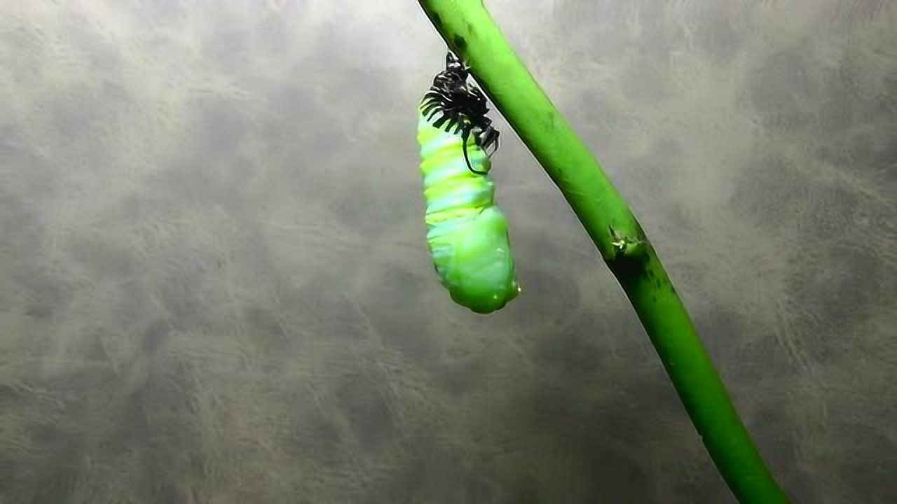 纪录一只猪儿虫从蜕皮到羽化成蝶的过程,来长见识吧!