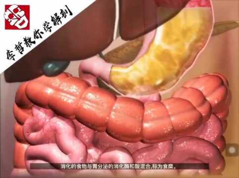 消化系统的功能 via李哲教你学解剖