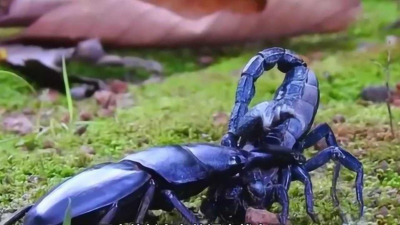 巴拉望巨扁锹形虫强势碾压帝王蝎不愧为最霸道的昆虫