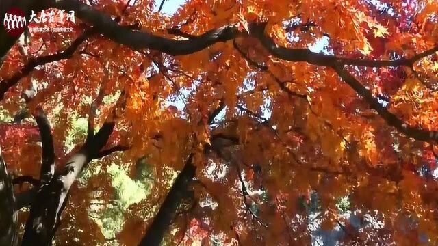 古筝《枫叶飘飘》香山红叶,二月红花