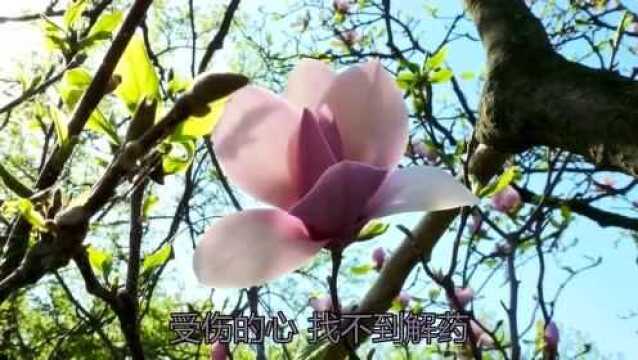 简直是神曲!《你的选择没有错》,勾起了太多人的美妙回忆