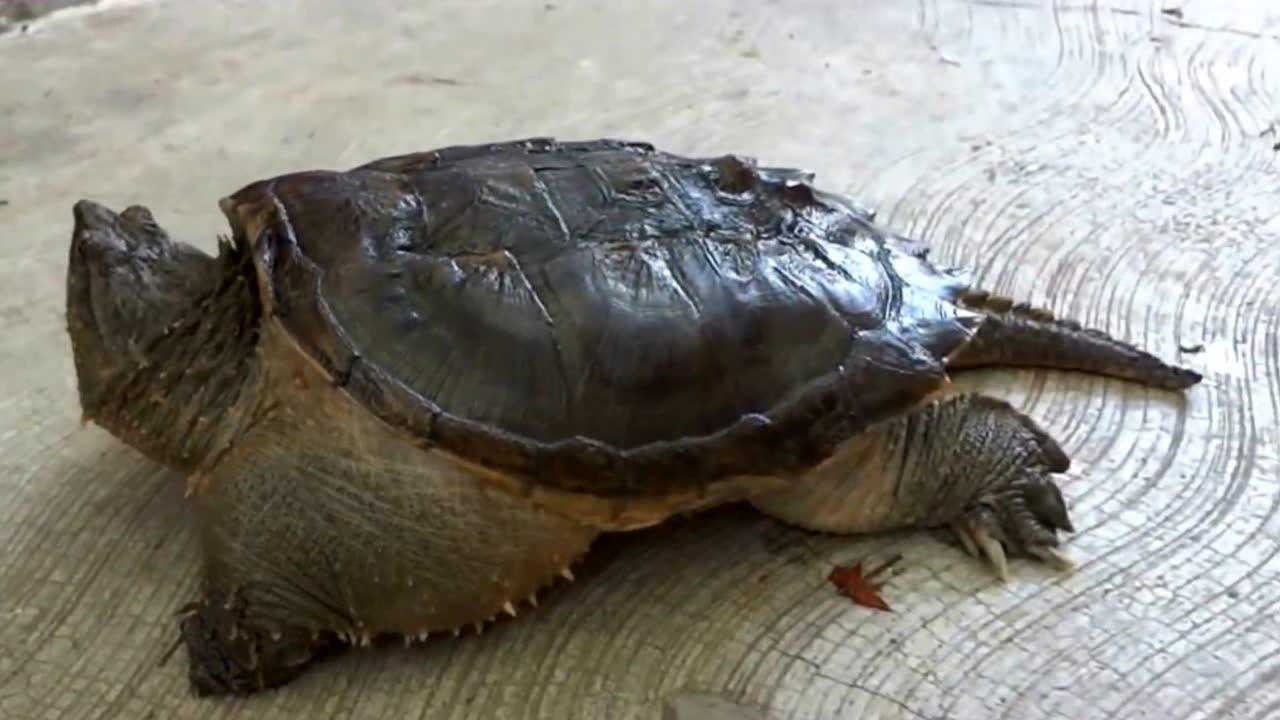 中美拟鳄龟鉴赏