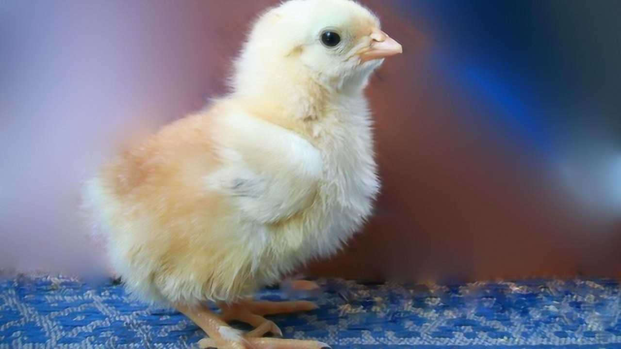 小鸡怎么分公母，掌握3个小技巧，一眼分辨小鸡公母_高清