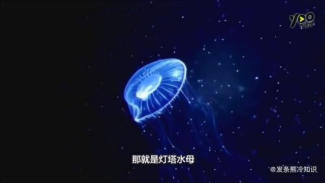 世界上真的存在一种生物,不仅长生不死还能返老还童!